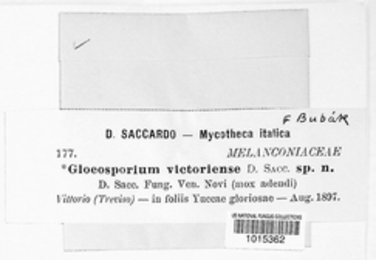 Gloeosporium victoriense image